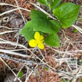 Review photo of Kachess Lake Logging Road Campsites by Susan and Dorin D., May 29, 2024