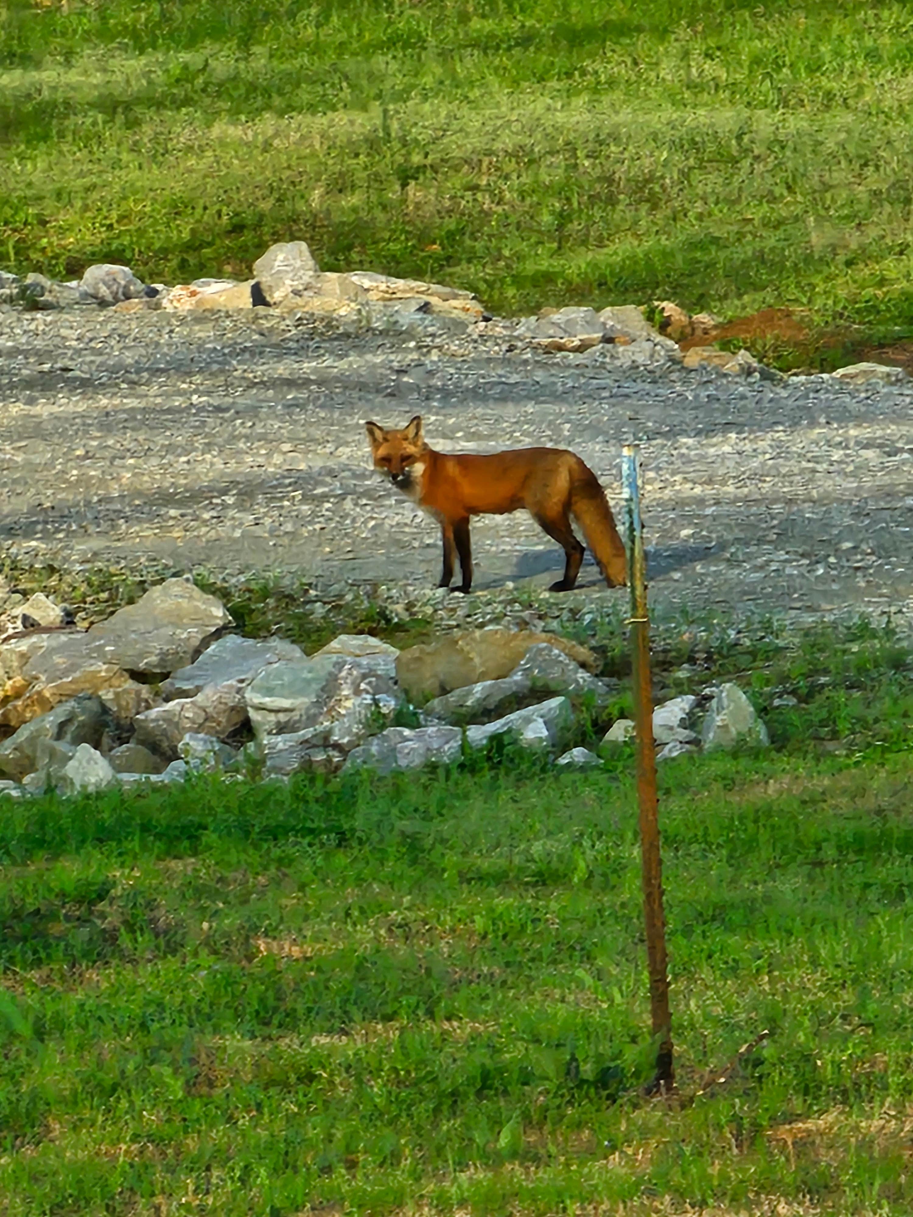 Josee O.'s photo of camping with pets at Hidden Oasis at White Oak Landing RV Campground near Jackson, TN