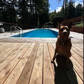 Review photo of Glamping in the Redwoods 🐶🐕💃🕺🏼 by Robert C., May 31, 2024