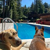 Review photo of Glamping in the Redwoods 🐶🐕💃🕺🏼 by Robert C., May 31, 2024