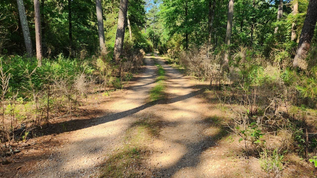 Camper submitted image from Spring Lake FR96001F Dispersed, Ozark NF AR - 2