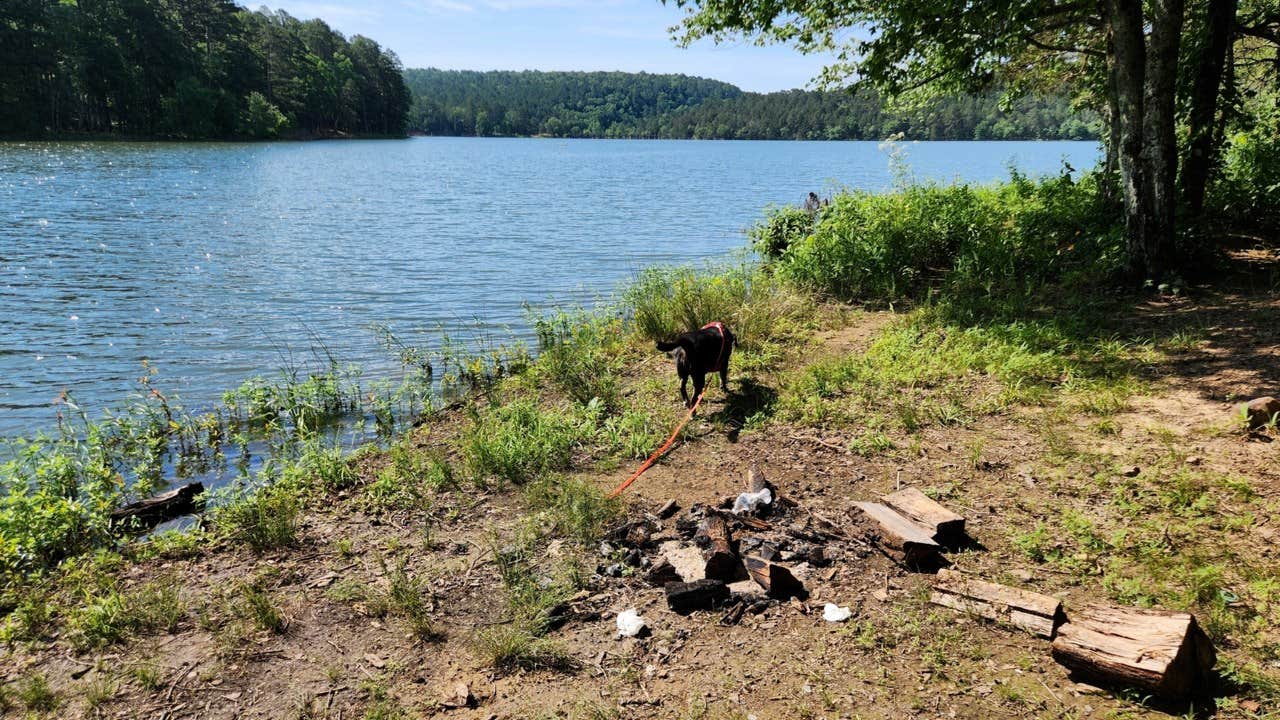 Camper submitted image from West Side Spring Lake Dispersed, Ozark NF, AR - 3