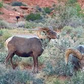 Review photo of Arch Rock Campground — Valley of Fire State Park by Donna H., June 1, 2024