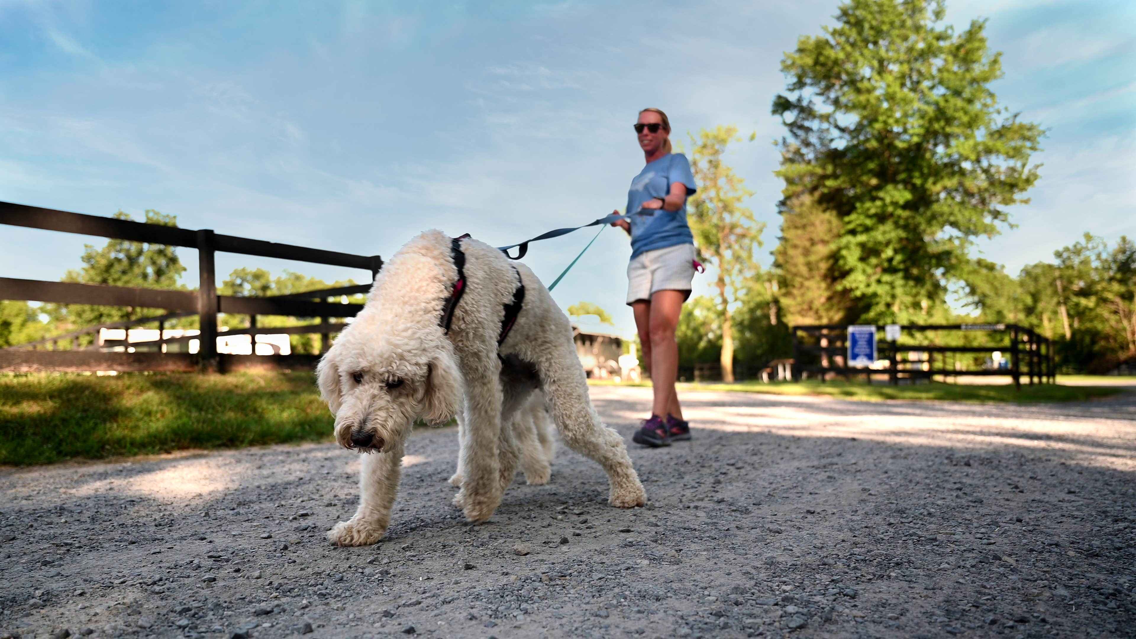 Heidi R.'s photo of camping with pets at Artillery Ridge Campground near Chambersburg, PA