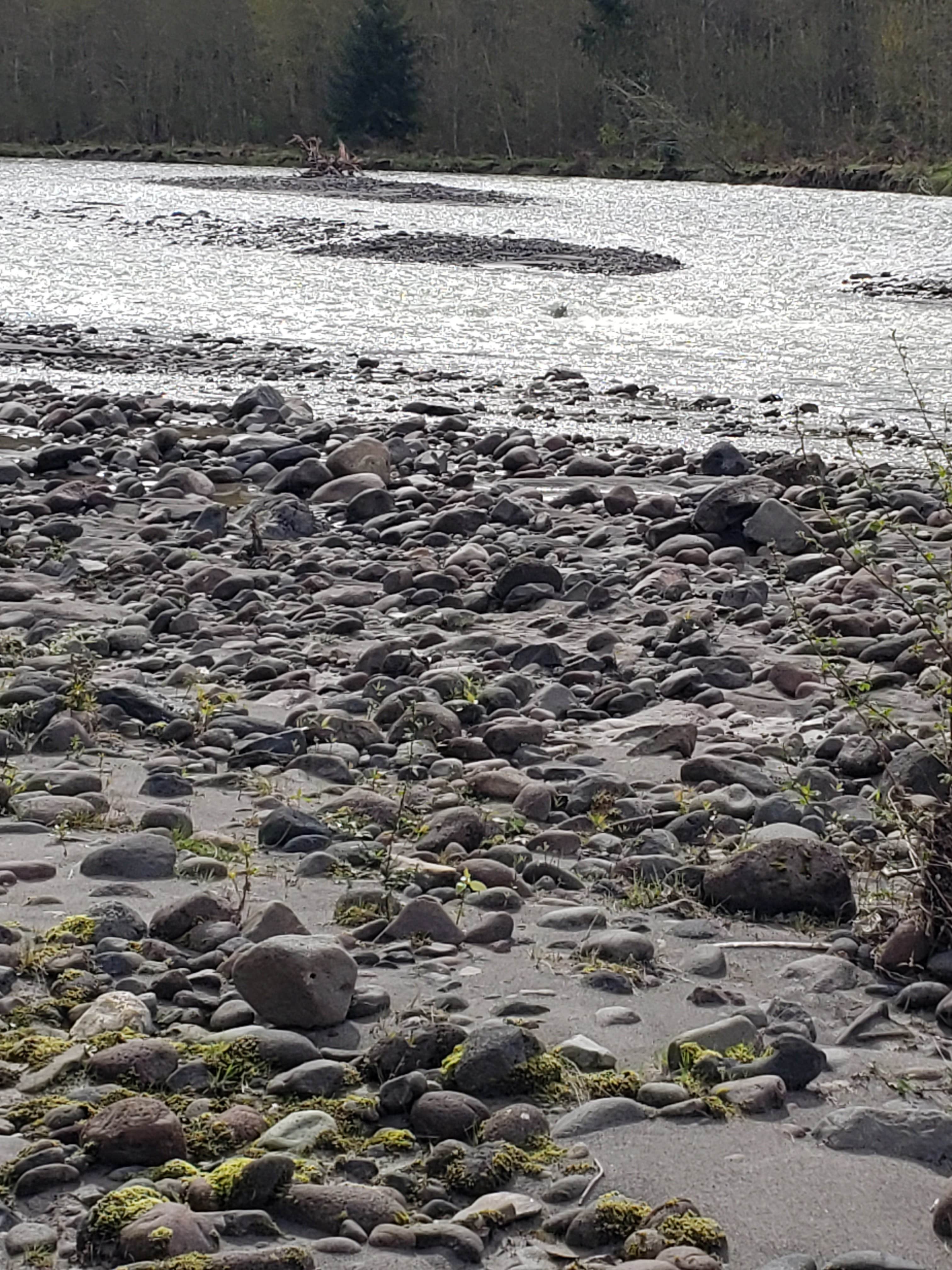 Camper-submitted photo at Rapid Ride Adventure near Chehalis, WA