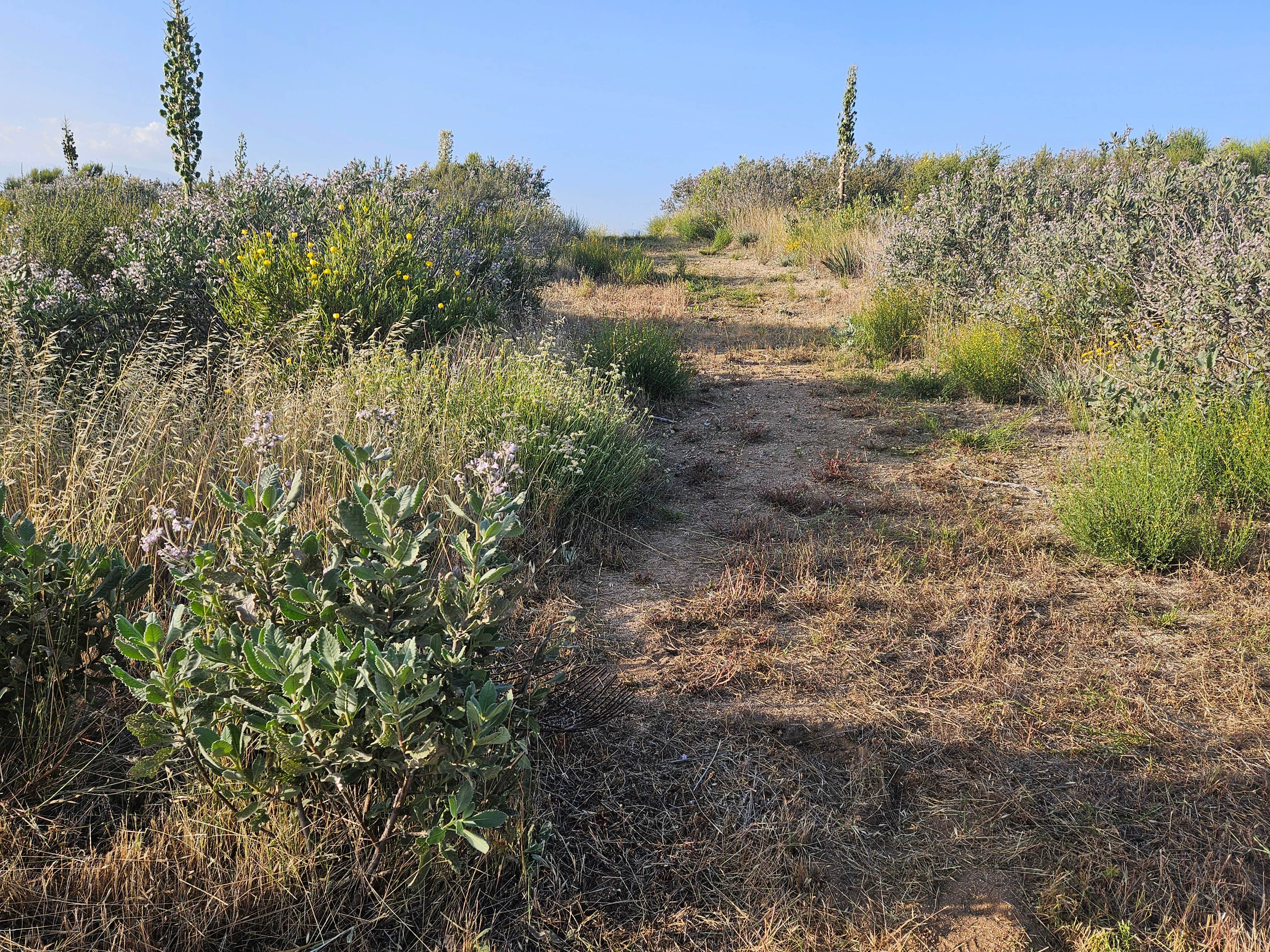 Camper-submitted photo at Wandering Caboose Ranch near Hemet, CA