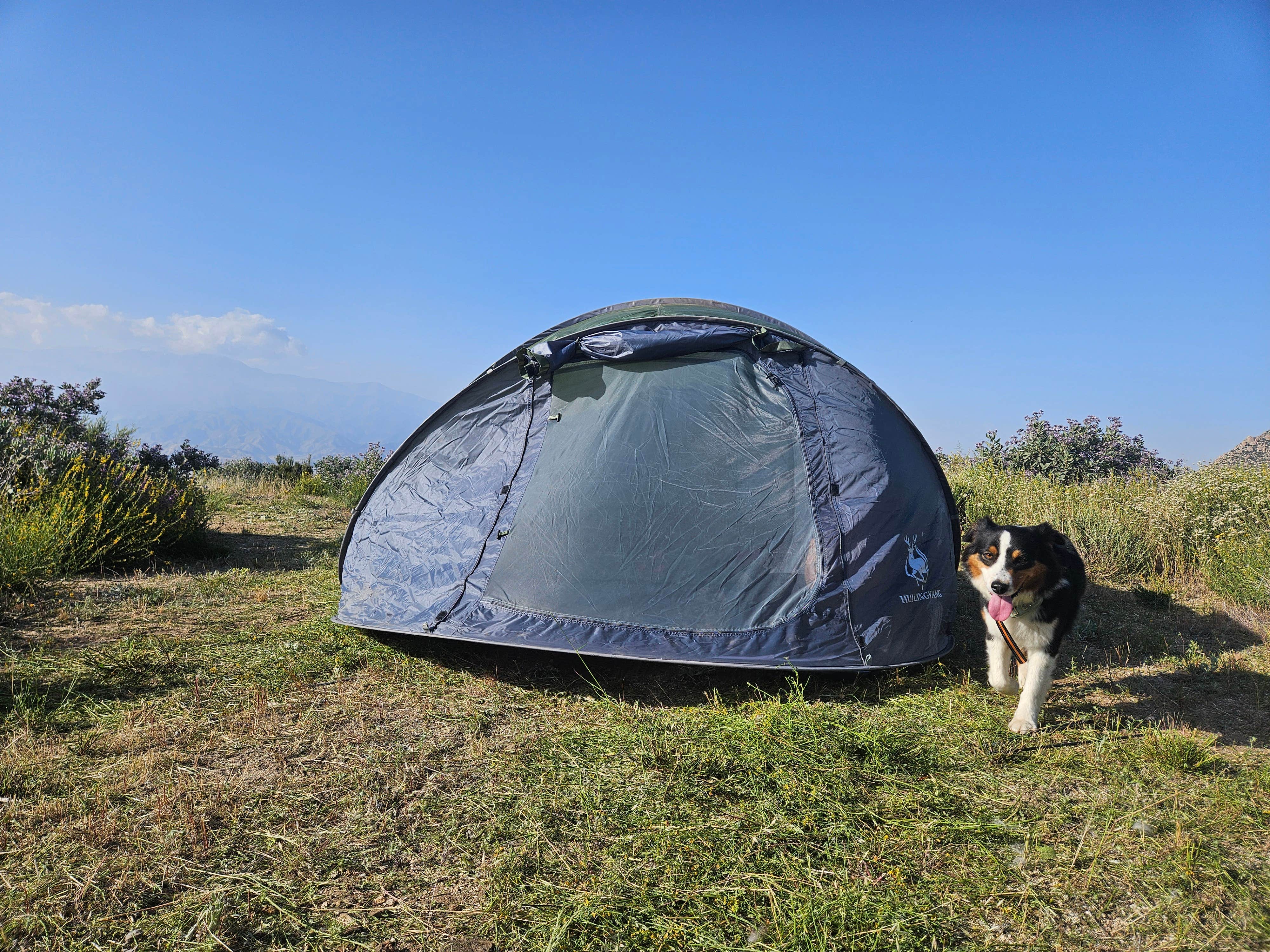 Matthew's photo of camping with pets at Wandering Caboose Ranch near Idyllwild, CA
