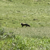 Review photo of Portland Road Dispersed by Troy W., June 6, 2024