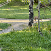 Review photo of Portland Road Dispersed by Troy W., June 6, 2024