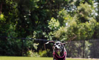Shawna R.'s photo of camping with pets at Oceans RV Resort near Morehead City, NC