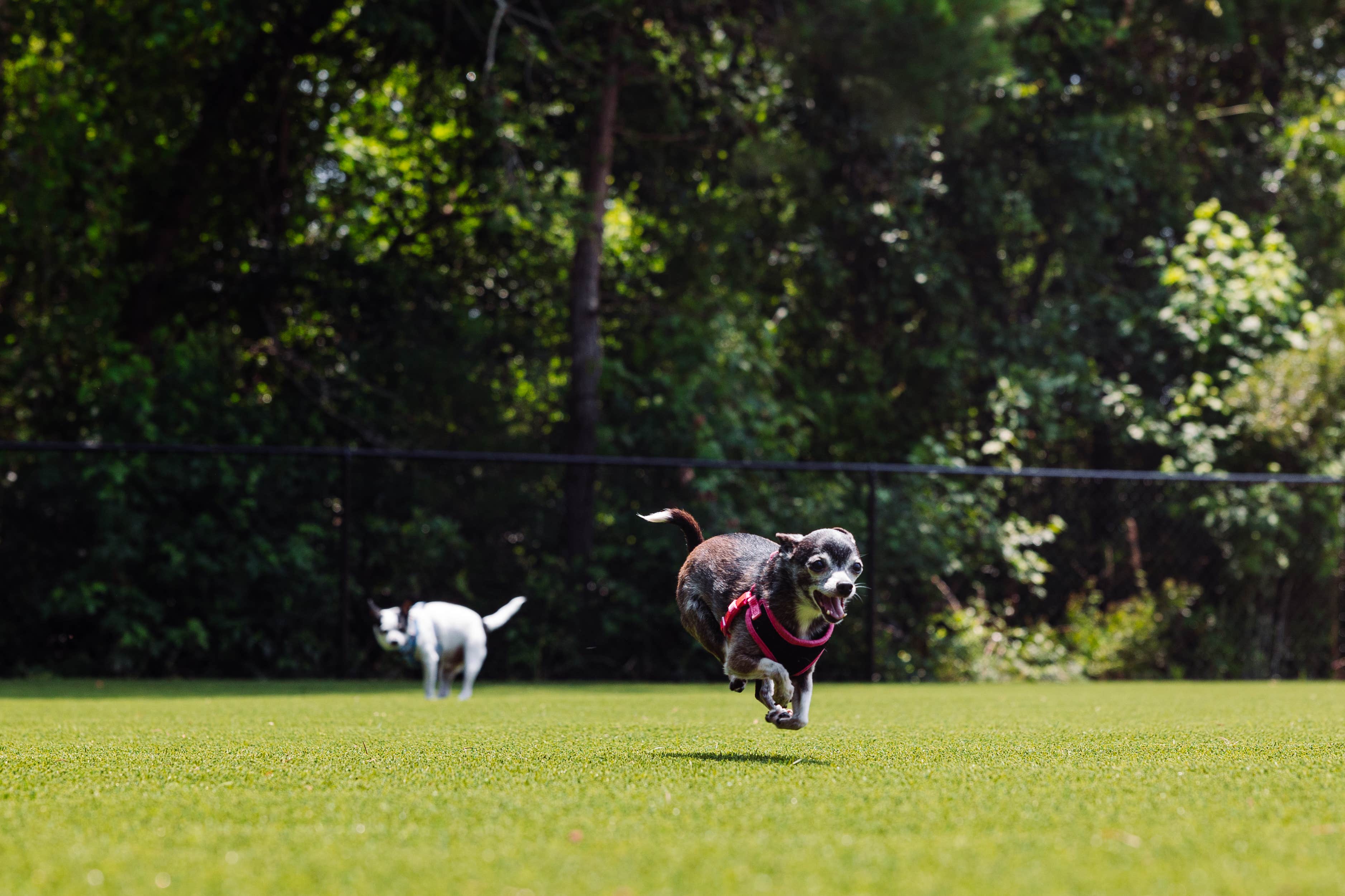 Shawna R.'s photo of camping with pets at Oceans RV Resort near Wilmington, NC