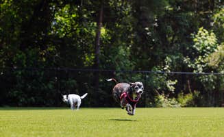 Shawna R.'s photo of camping with pets at Oceans RV Resort near Kure Beach, NC