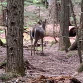 Review photo of Fish Creek Campground — Glacier National Park by Rod D., June 7, 2024