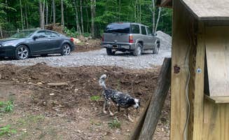 Robert S.'s photo of camping with pets at Freedom Ranch in Massachusetts