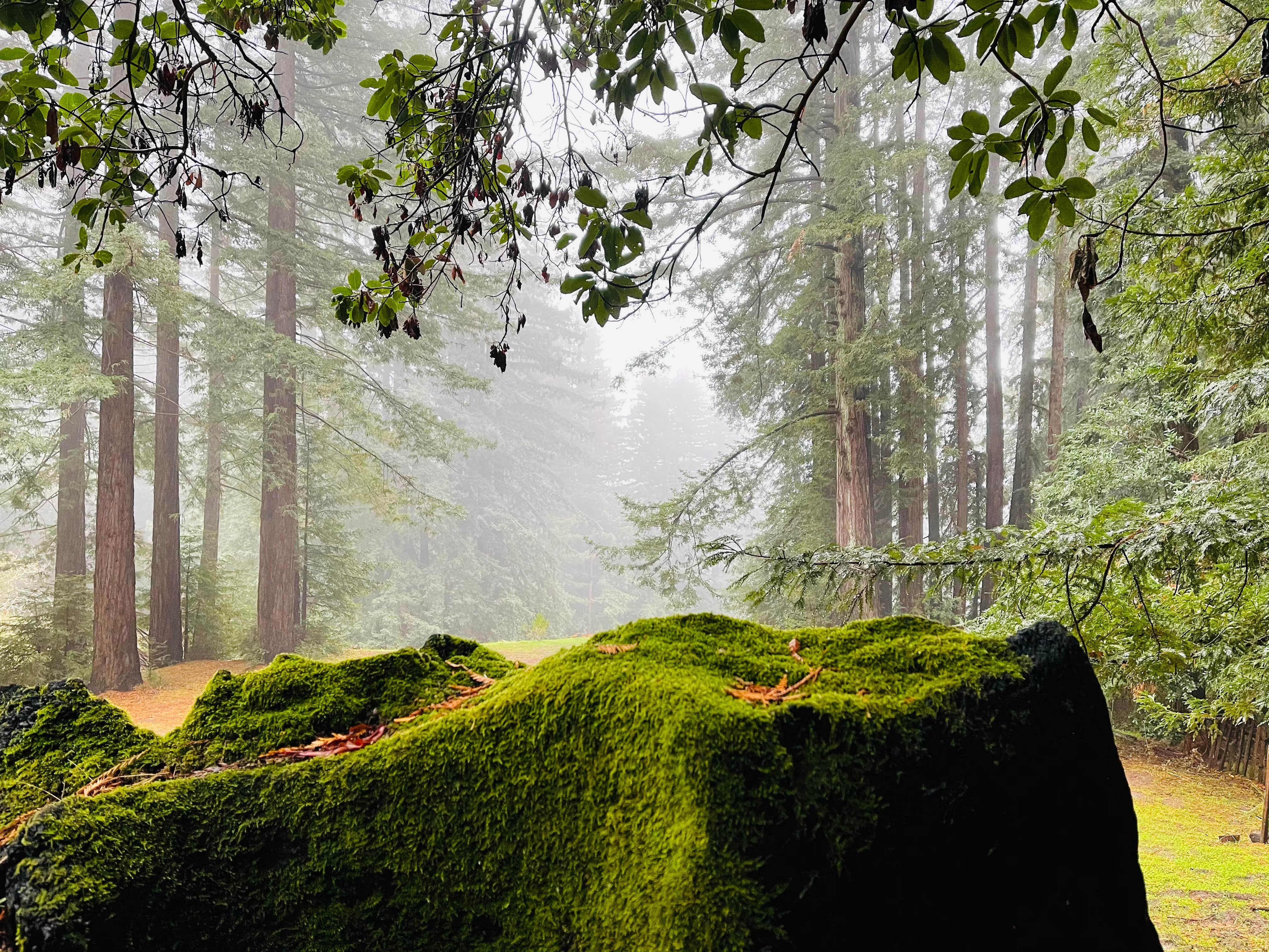 Camping near Sunrise Point at Candlestick Point SRA - TEMPORARILY CLOSED: Enchanted Forest Mountain Redwood Retreat, Scotts Valley, California