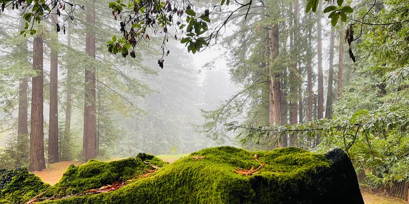 Camper submitted image from Enchanted Forest Mountain Redwood Retreat