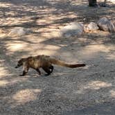 Review photo of Bonita Canyon Campground — Chiricahua National Monument by Rod D., June 8, 2024