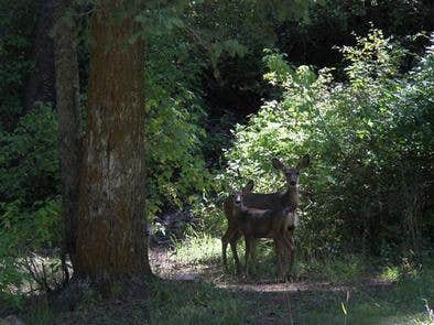 Camper submitted image from Upper Narrows - 4