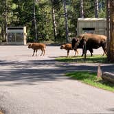 Review photo of Madison Campground — Yellowstone National Park by Rod D., June 12, 2024