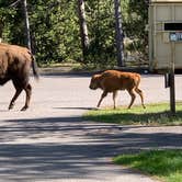 Review photo of Madison Campground — Yellowstone National Park by Rod D., June 12, 2024