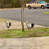 Review photo of White Oak Parish Park Campground by MickandKarla W., June 12, 2024