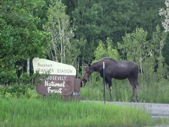 Camper submitted image from Buckhorn Ranger Station — Arapaho & Roosevelt National Forests Pawnee Ng - 2