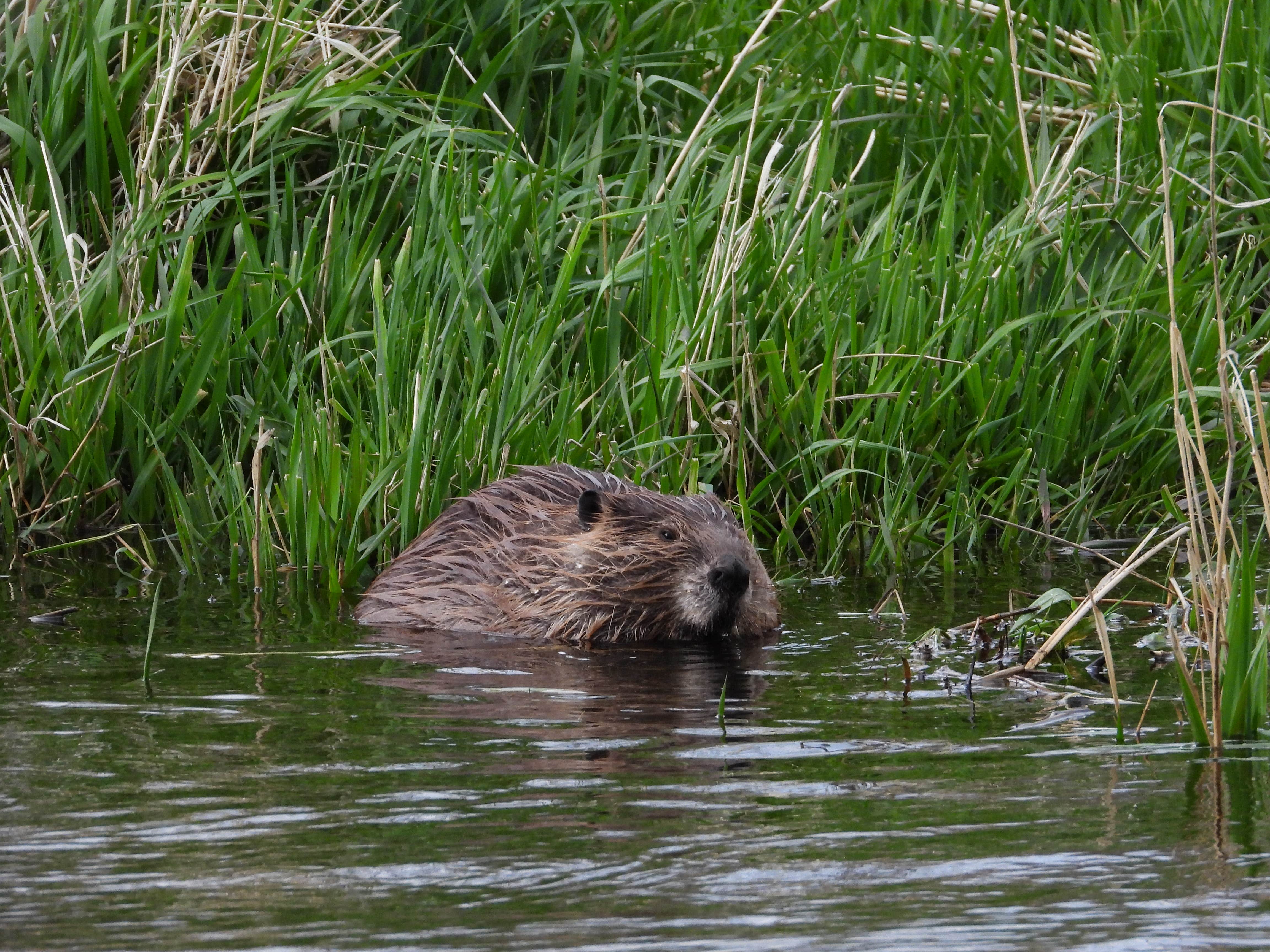 Camping near Sanger Public Access Area on North Platte River: Sanger Access Area, Dispersed Camping, Saratoga, Wyoming