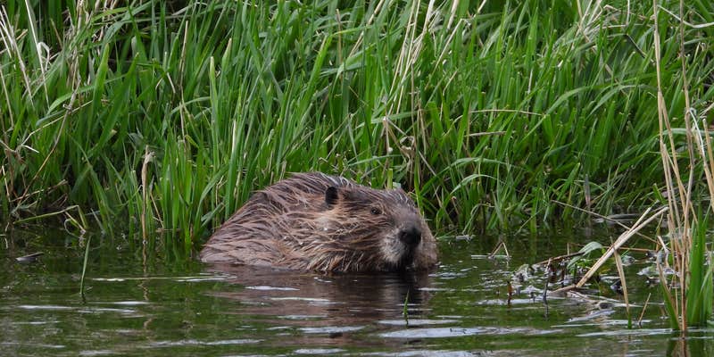 Camper submitted image from Sanger Access Area, Dispersed Camping