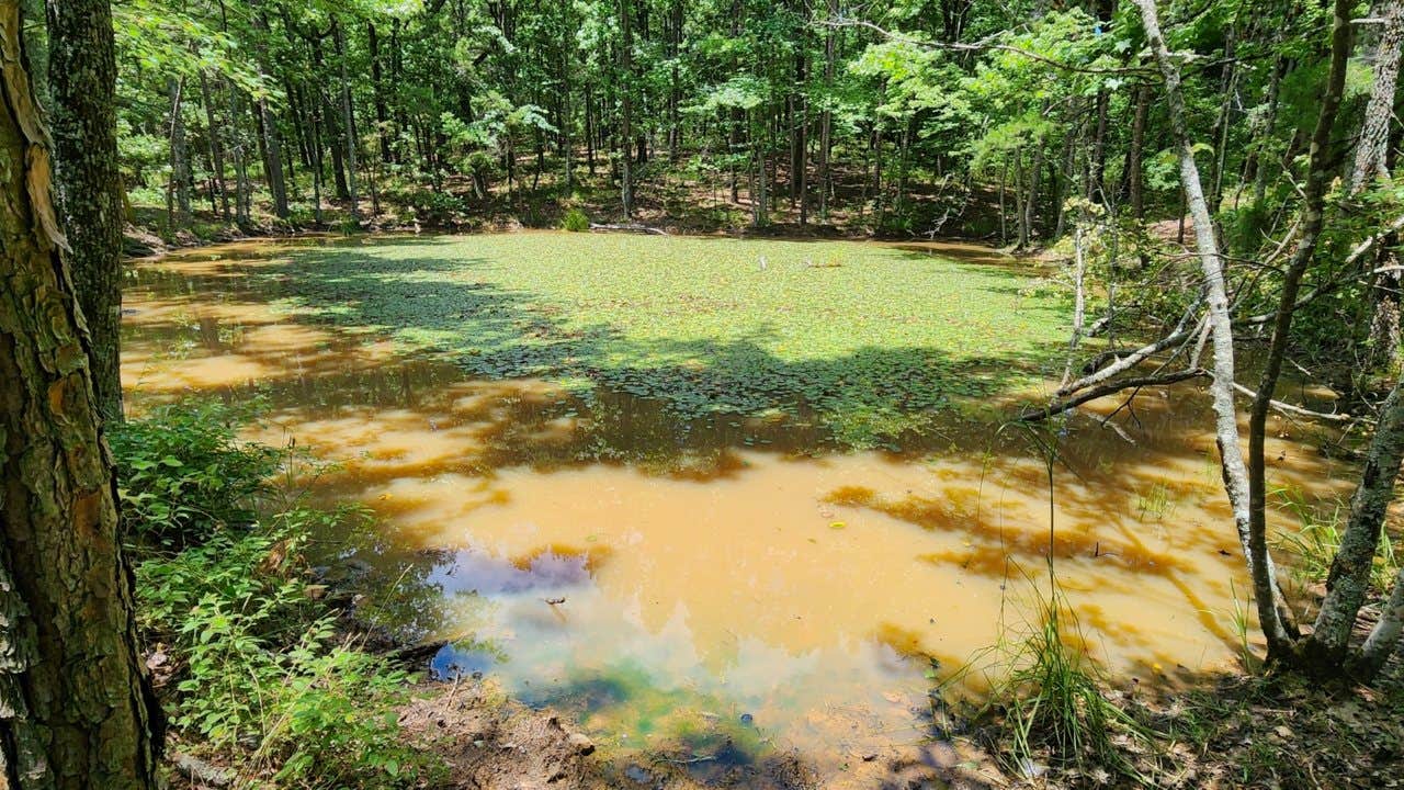 Camper-submitted photo at FR 83W/CR84 Dispersed near Pond, Ouachita NF, AR near Ouachita Lake