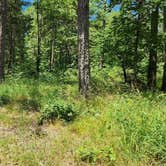 Review photo of Off FR83W/CR9 Dispersed, Ouachita NF, AR by Fred S., June 15, 2024