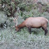 Review photo of Gold Bluffs Beach Campground — Prairie Creek Redwoods State Park by Michael K., September 14, 2016
