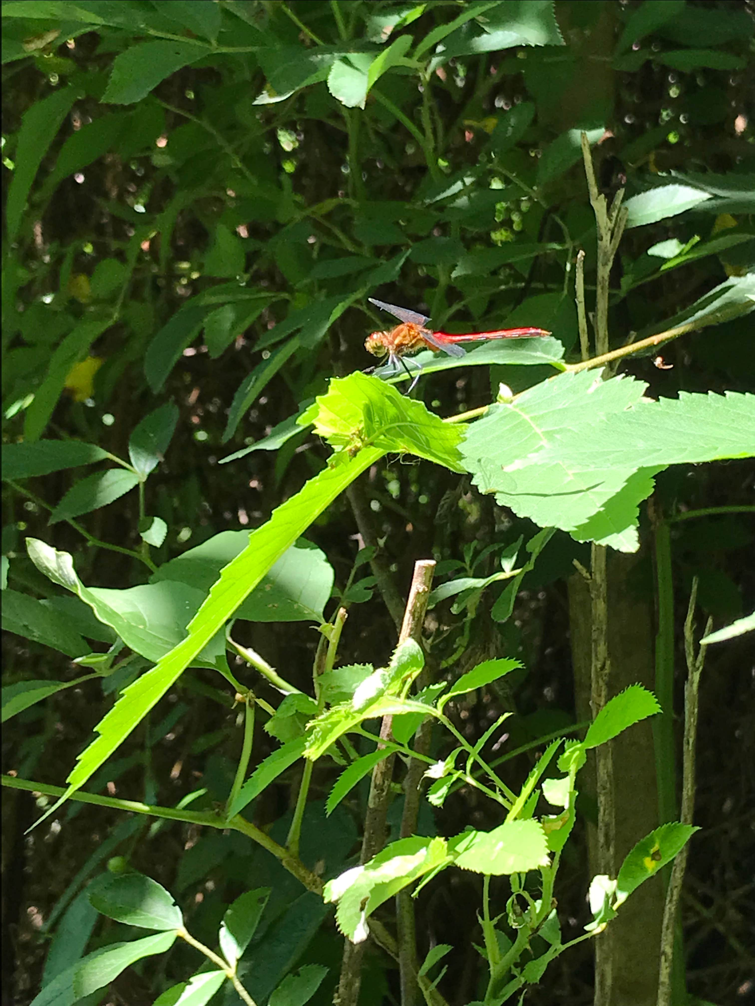 Camper-submitted photo at Willow Lake Park Inc near Lodi, OH