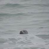 Review photo of Gold Bluffs Beach Campground — Prairie Creek Redwoods State Park by Michael K., September 14, 2016