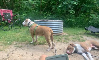 Rachel P.'s photo of camping with pets at Ionia State Recreation Area — Ionia Recreation Area near Lansing, MI