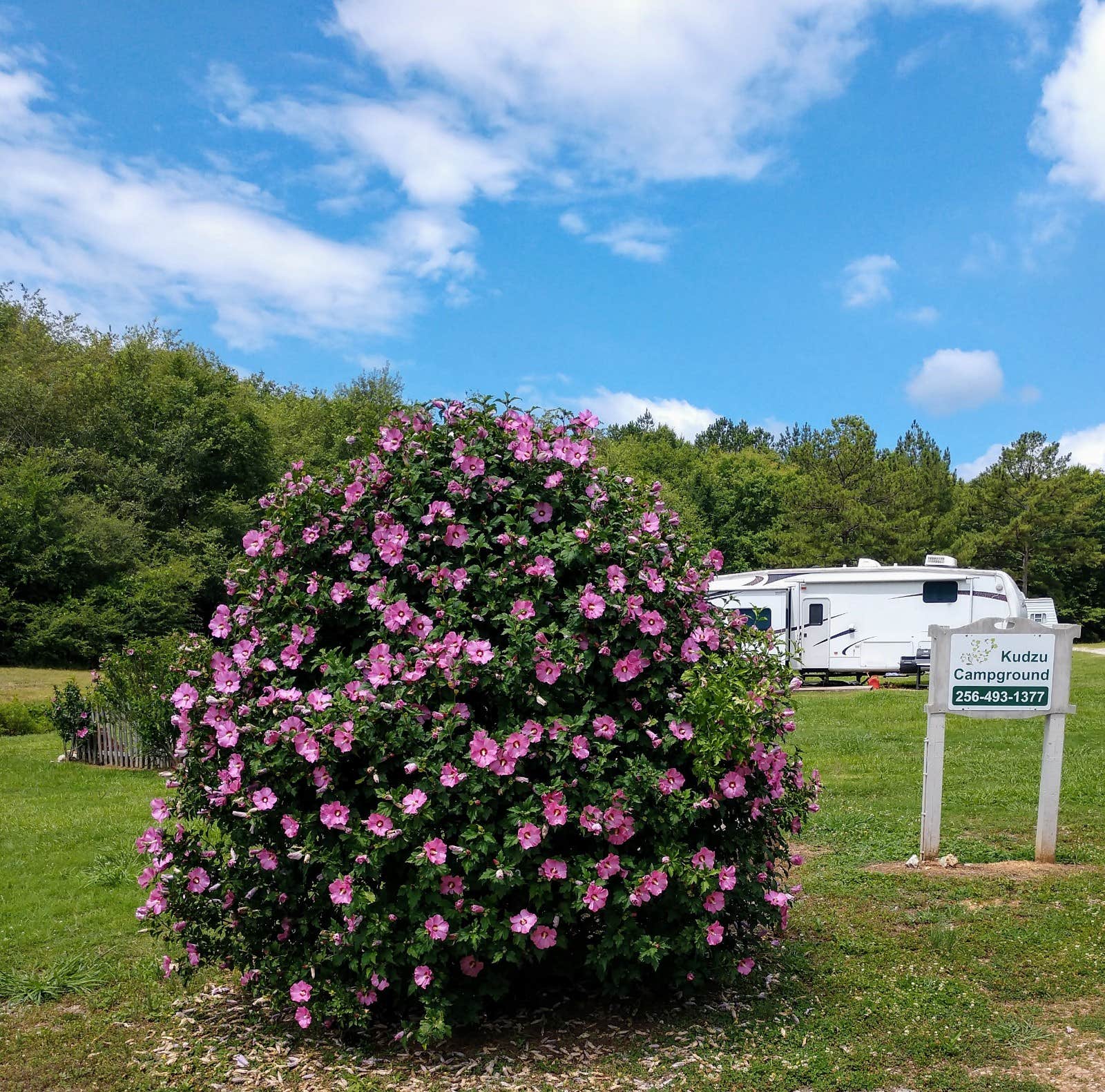 Camper submitted image from Kudzu Campground LLC - 1