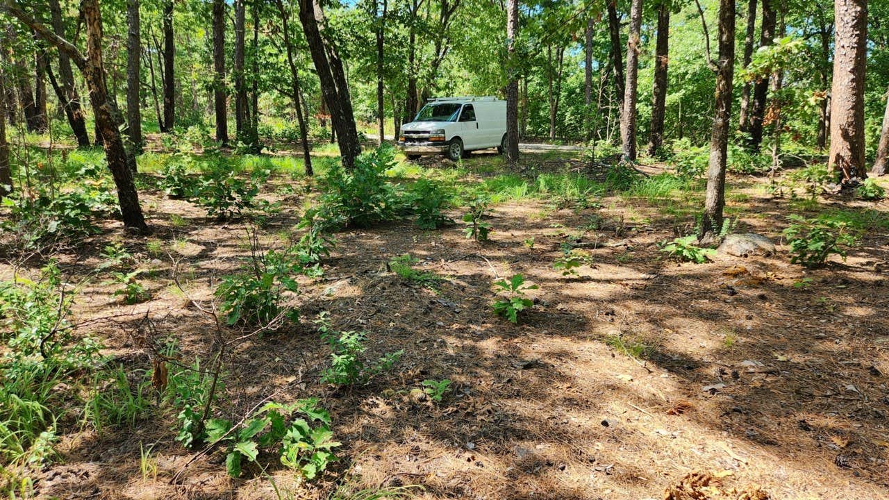 Camper submitted image from Forest Service RD 29145 Ouachita National Forest - 3