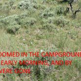 Review photo of Twin Springs Campground by Curtis W., June 17, 2024