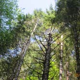 Review photo of Gales Creek Campground by Paul A., April 11, 2016