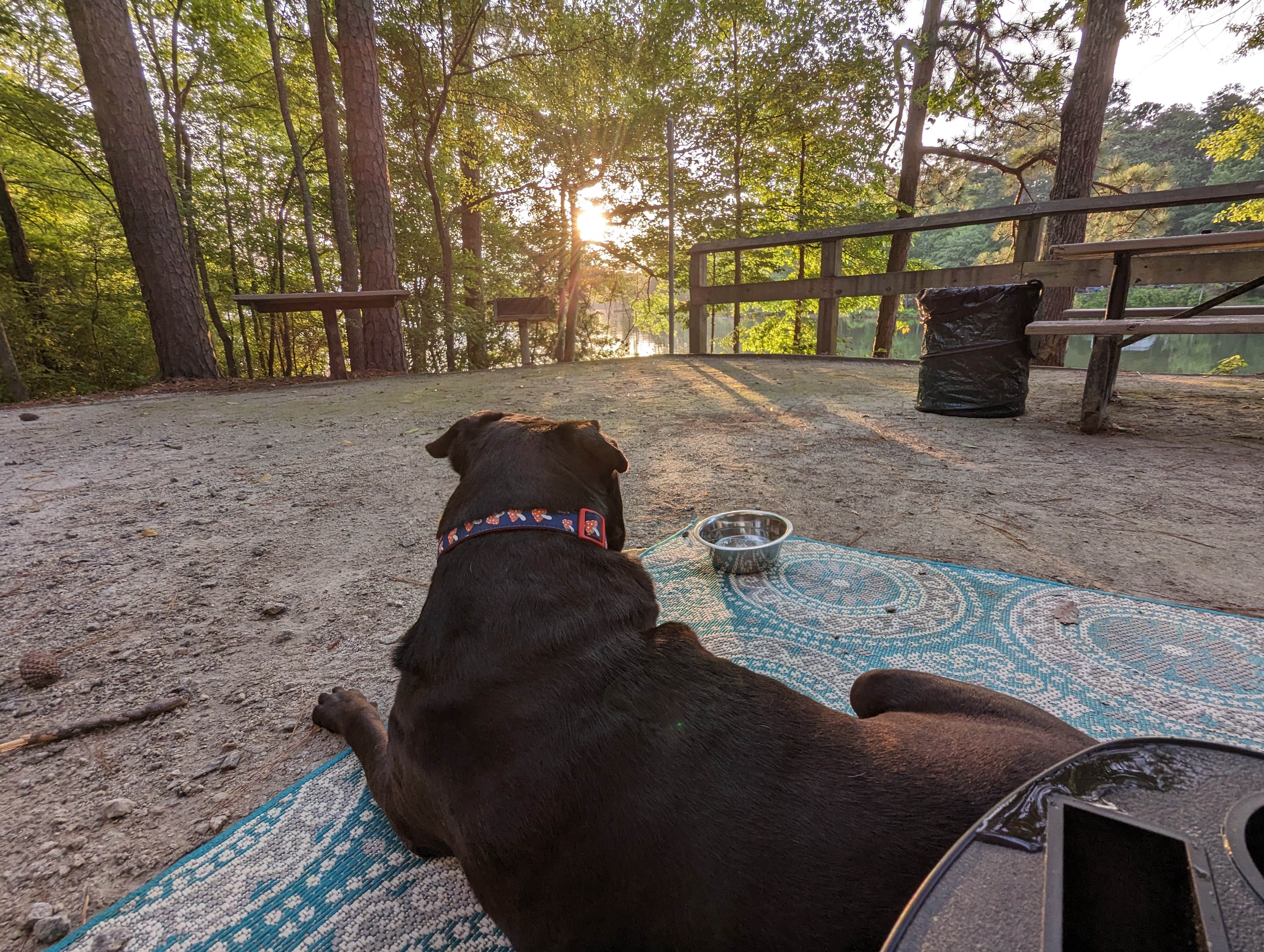 Jaiden W.'s photo of camping with pets at Petersburg - J Strom Thurmond Lake near J. Strom Thurmond Lake