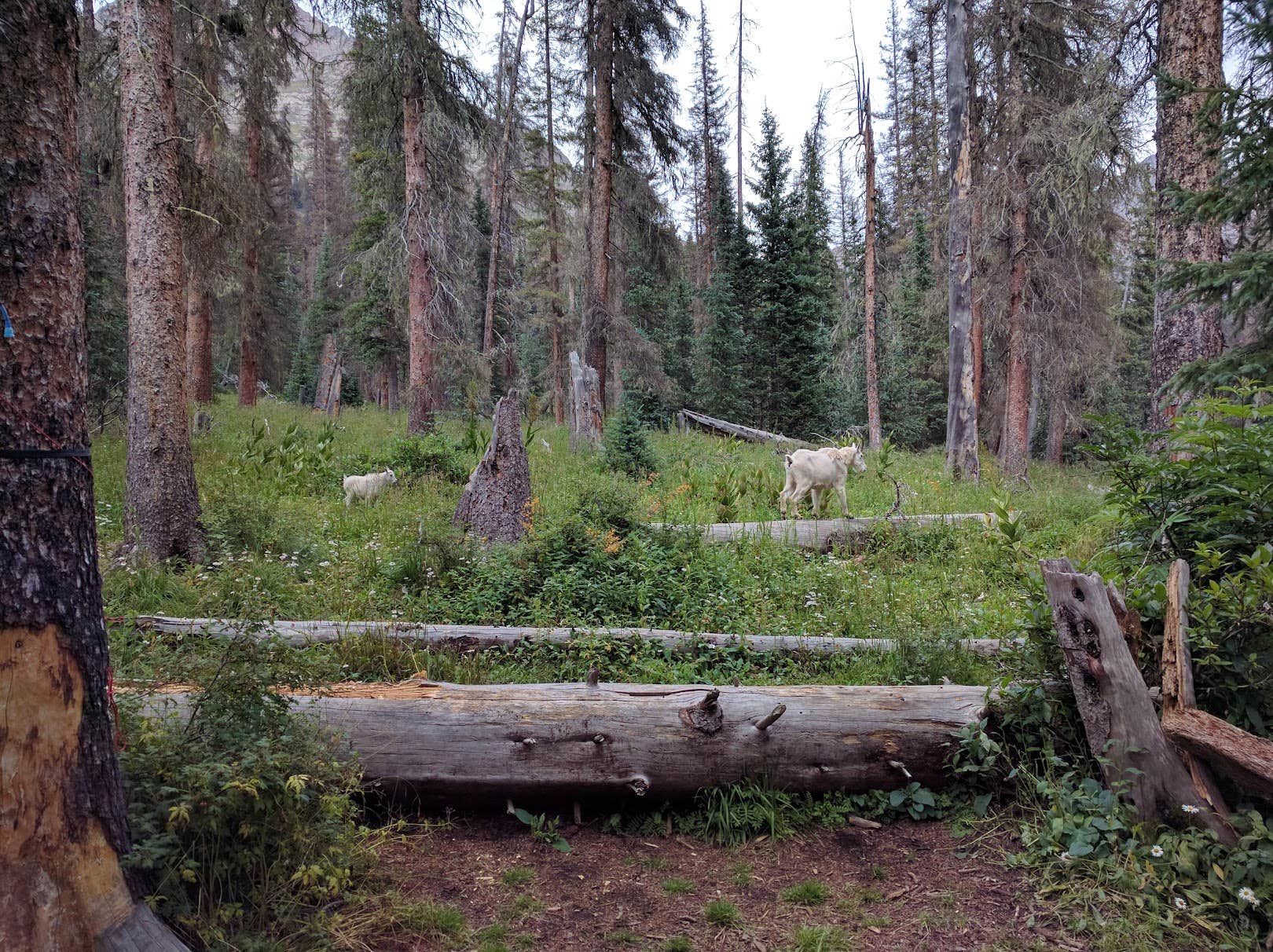 Camper-submitted photo at Chicago Basin near Cascade, CO