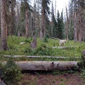 Review photo of Chicago Basin by Timothy N., June 20, 2024