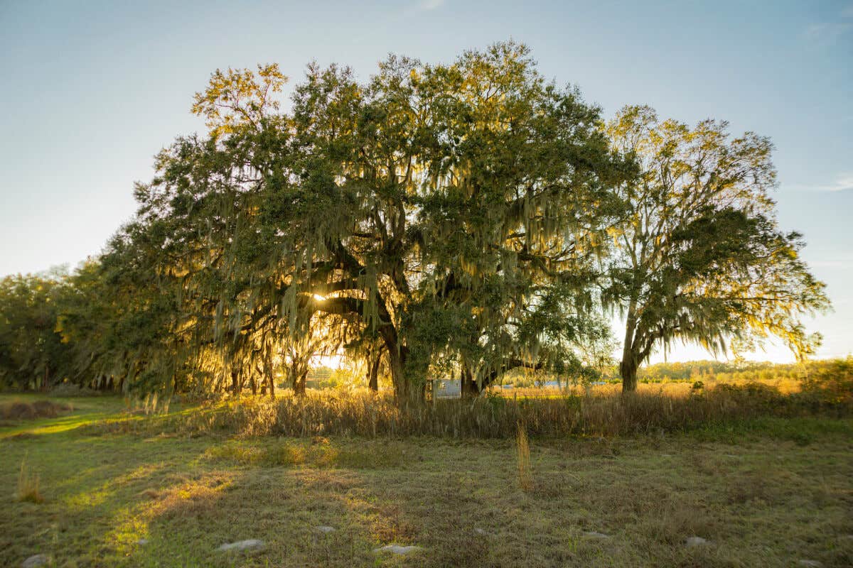 Camping near Lake City Campground: Dreamin___n___Driftin___ RV Resort, Lake City, Florida