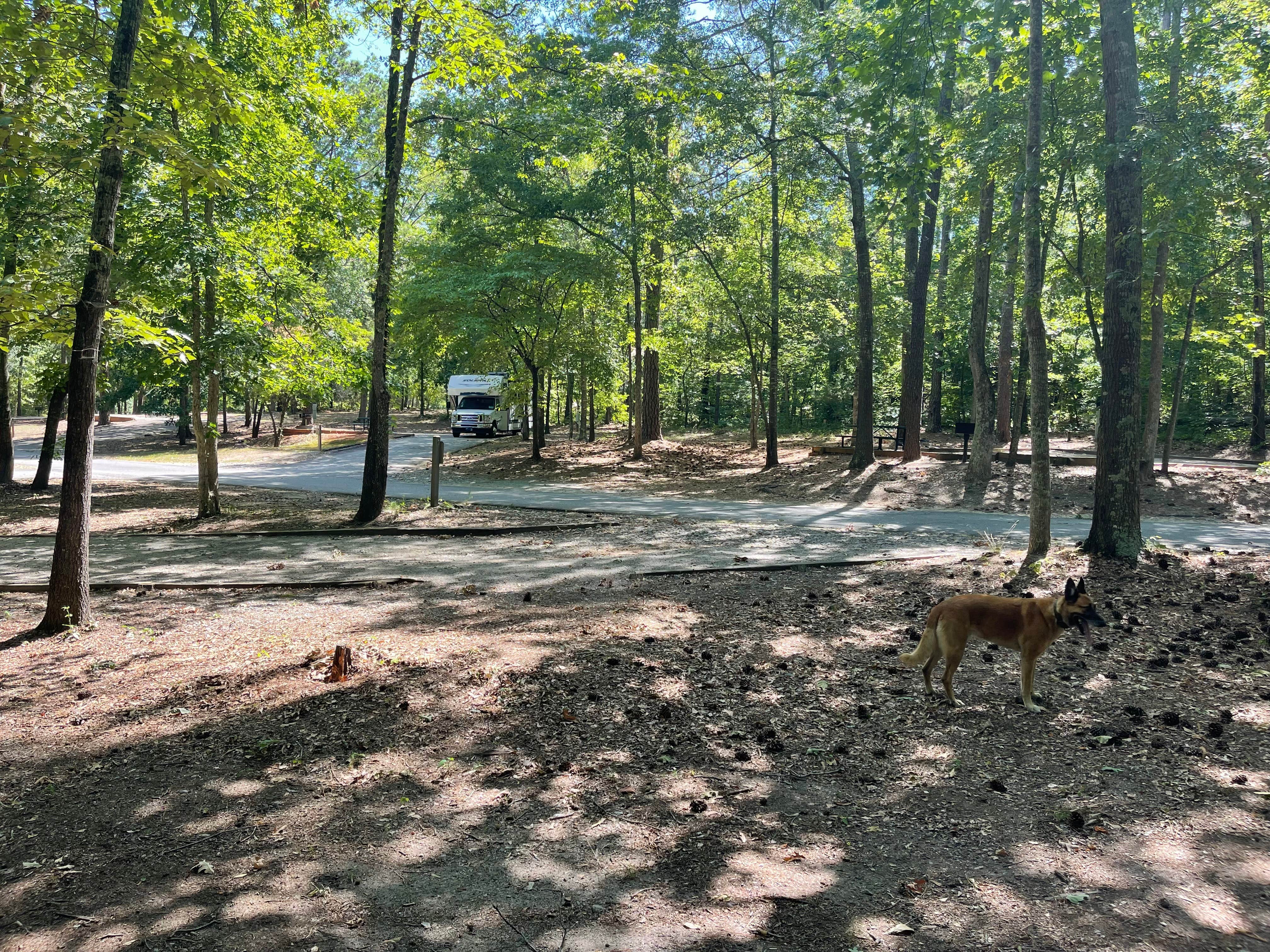 Mike B.'s photo of camping with pets at Lawrence Shoals Campground in Georgia