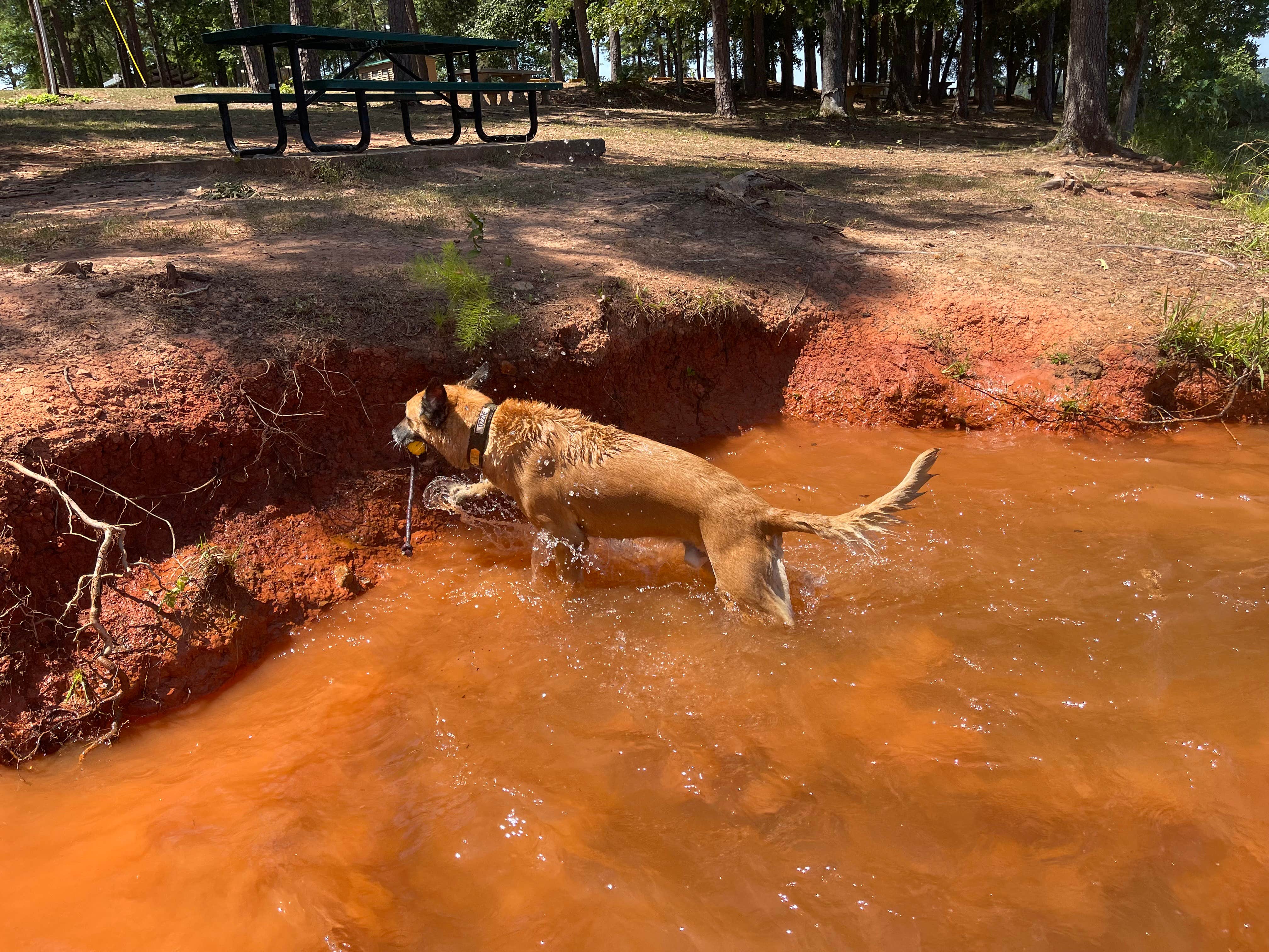 Camper submitted image from Lawrence Shoals Campground - 5