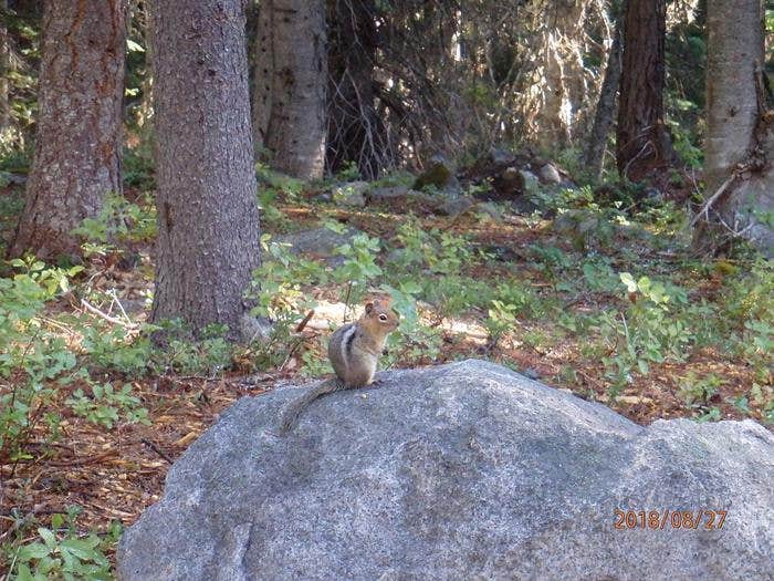 Camper submitted image from Lodgepole Campground (washington) - 2