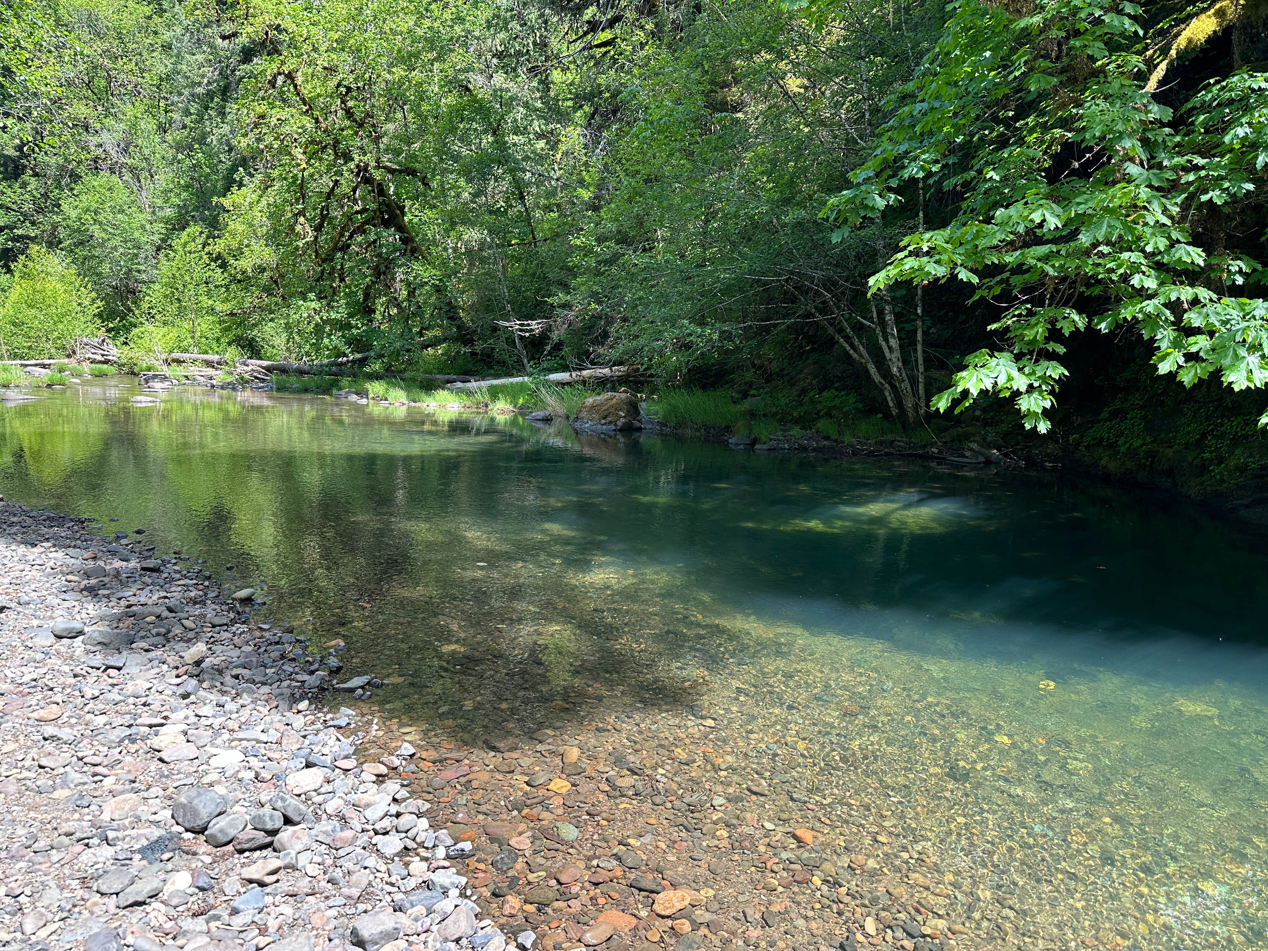 Camper-submitted photo at White Creek near Idleyld Park, OR