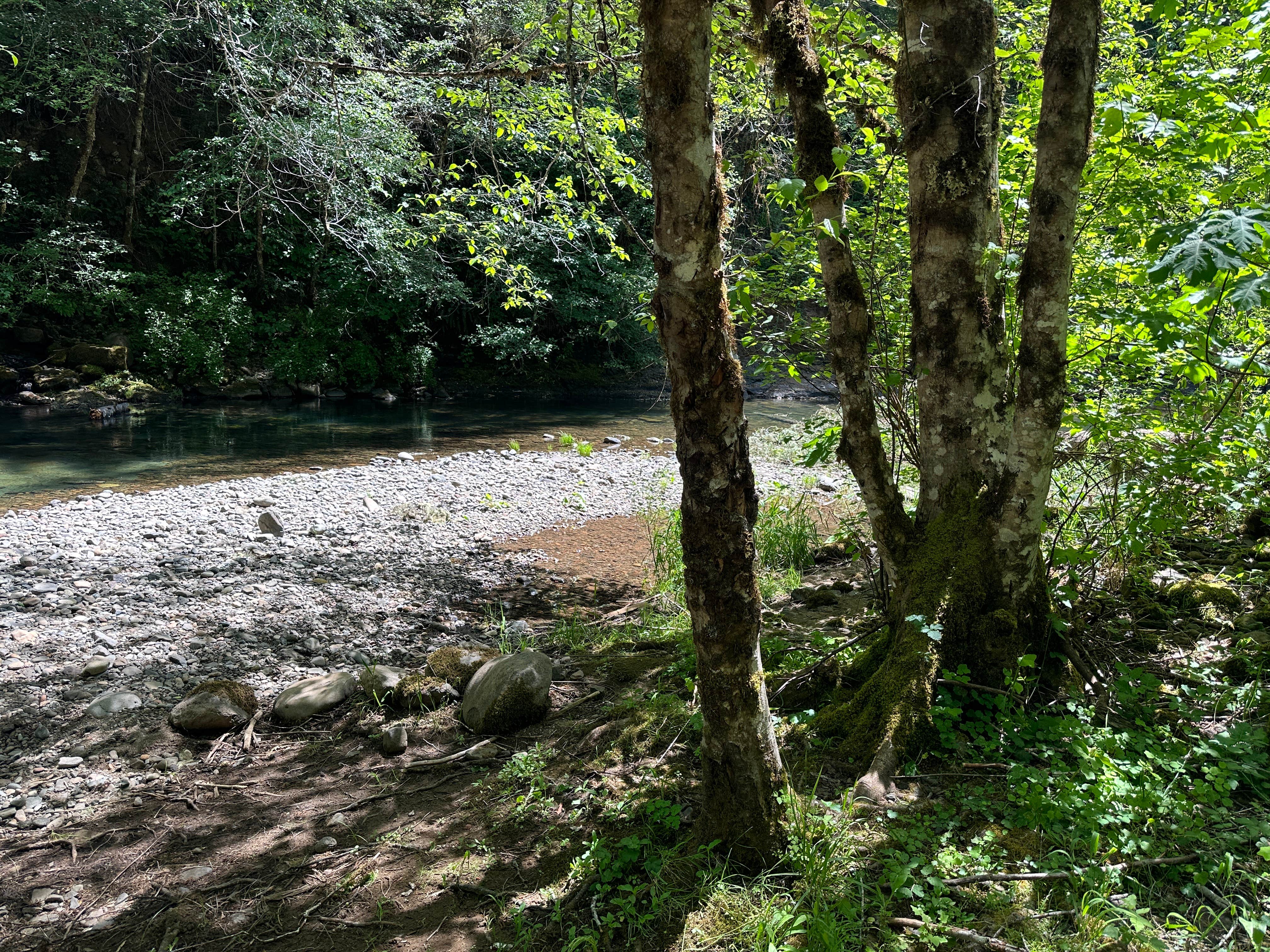 Camper-submitted photo at White Creek near Idleyld Park, OR