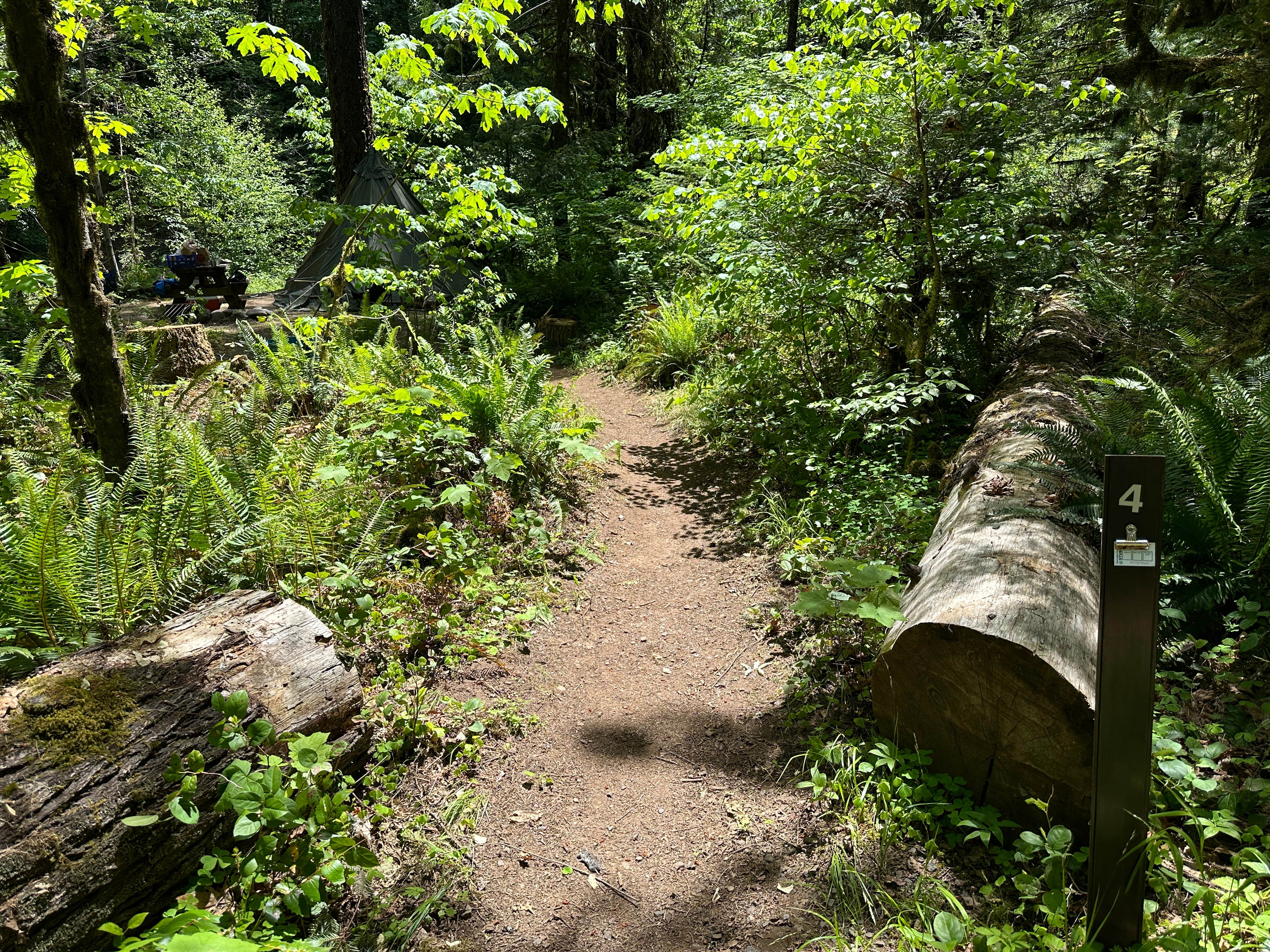 Camper-submitted photo at White Creek near Idleyld Park, OR