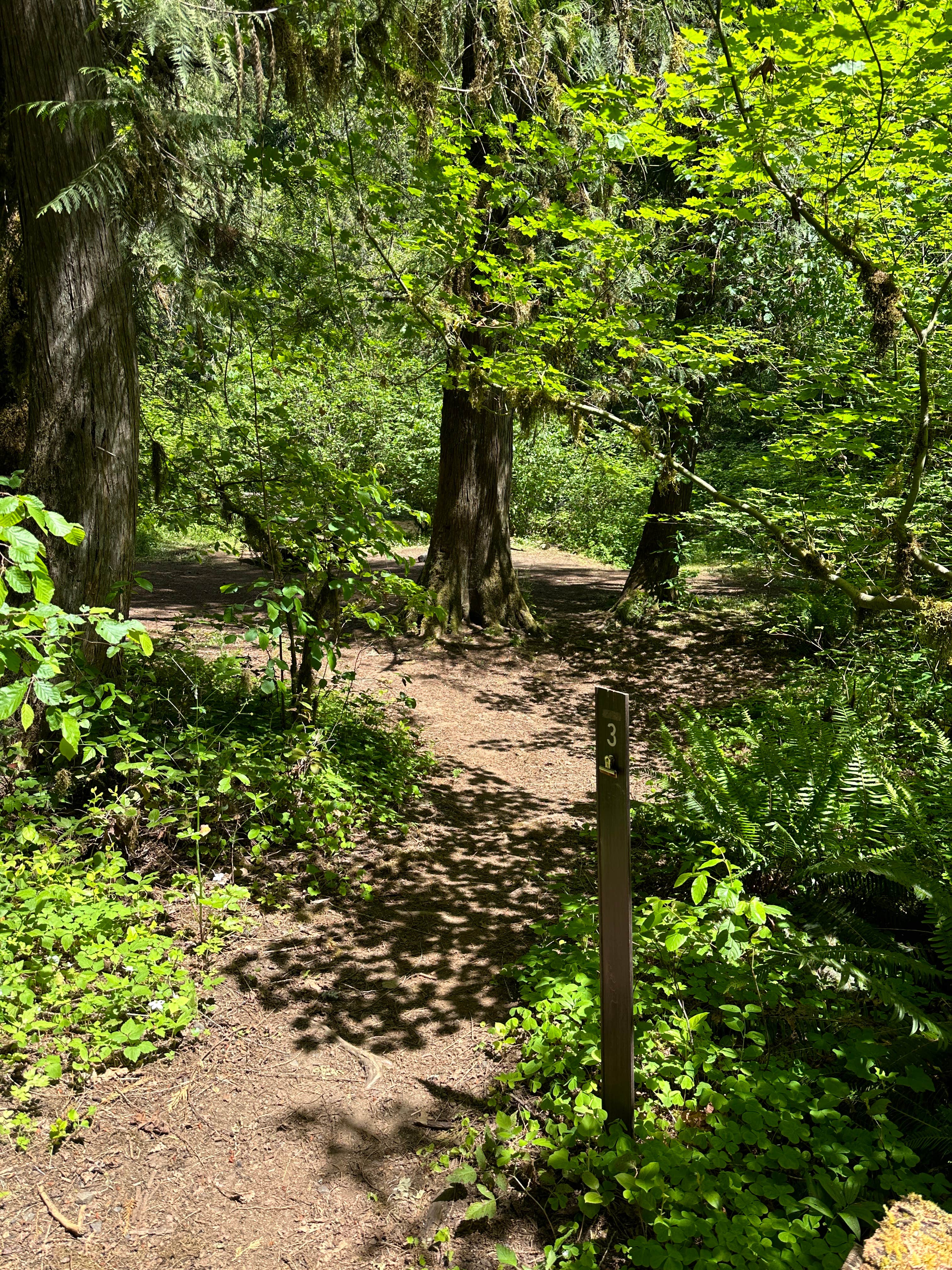 Camper-submitted photo at White Creek near Idleyld Park, OR