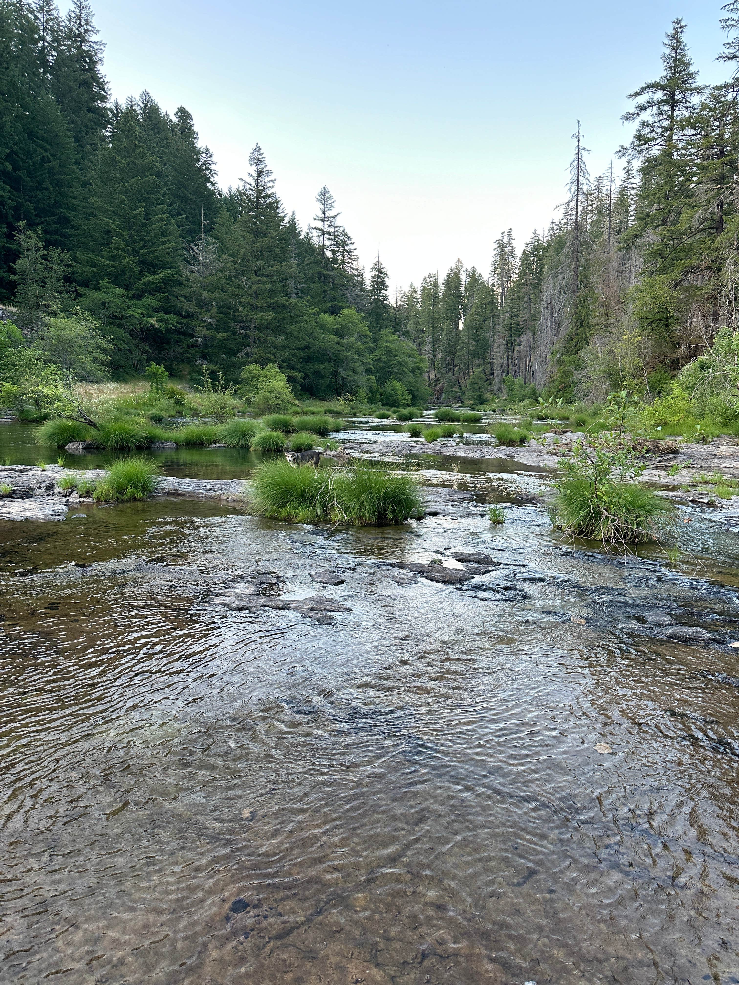Camper-submitted photo at Umpqua National Forest Steamboat Falls Campground near Clearwater, OR
